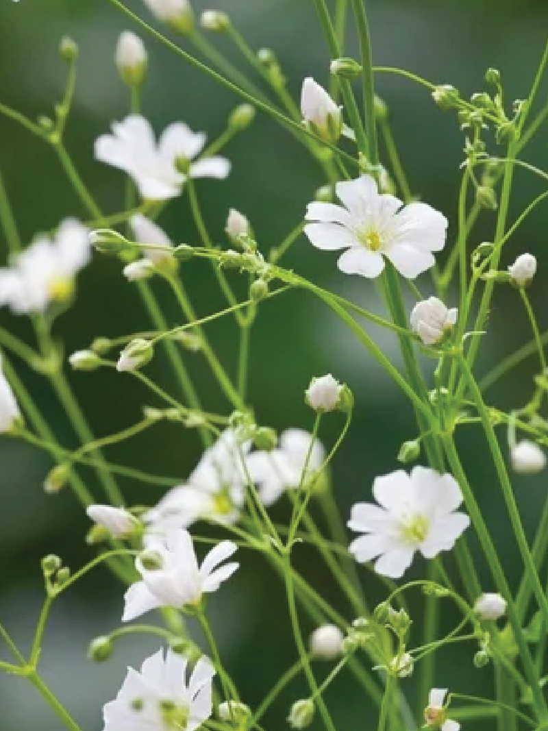 WHITE GYPSOPHILA FLOWER SEEDLING <br>شتلات زهور الجيبسوفيلا البيضاء