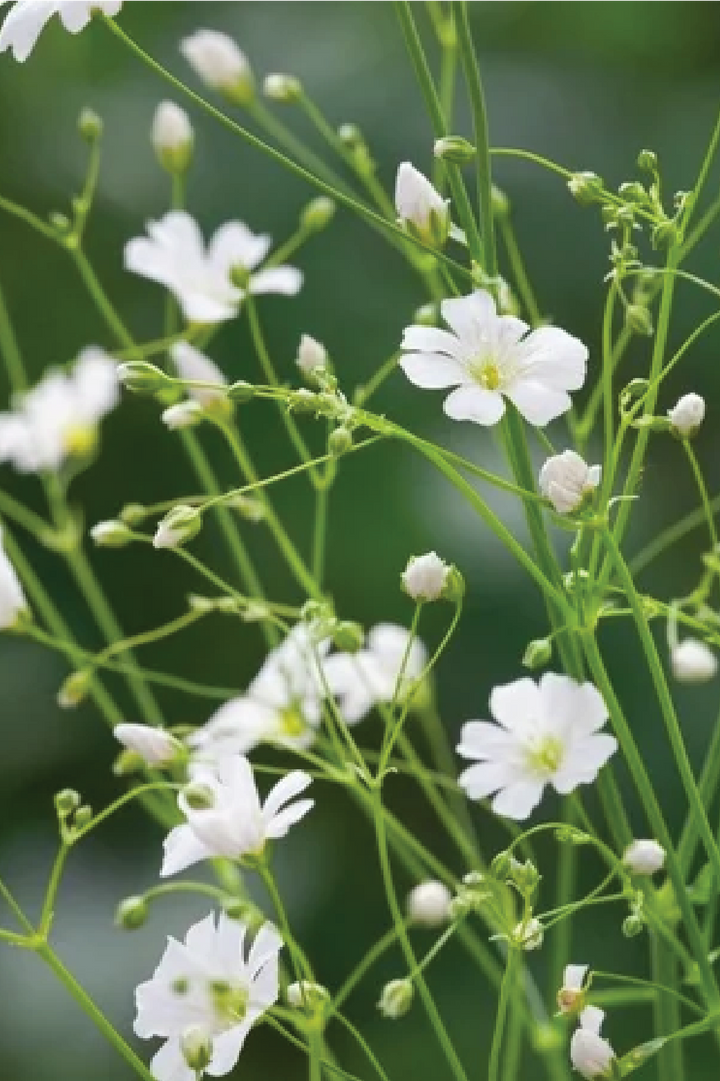 WHITE GYPSOPHILA FLOWER SEEDLING <br>شتلات زهور الجيبسوفيلا البيضاء