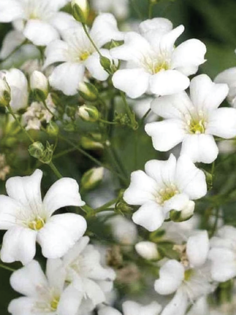 WHITE GYPSOPHILA FLOWER SEEDLING <br>شتلات زهور الجيبسوفيلا البيضاء