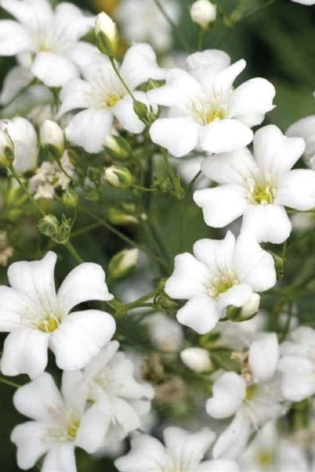WHITE GYPSOPHILA FLOWER SEEDLING <br>شتلات زهور الجيبسوفيلا البيضاء