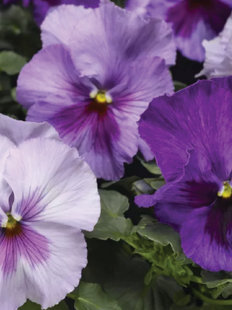 DELTA LAVENDER BLUE SHADES PANSY MIX FLOWER SEEDLING<br> شتلات زهور البانسي لافندر بلو شيدز