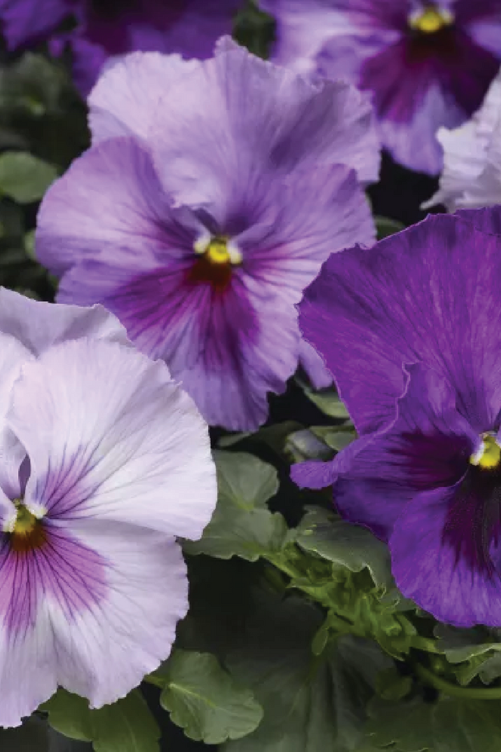 DELTA LAVENDER BLUE SHADES PANSY MIX FLOWER SEEDLING<br> شتلات زهور البانسي لافندر بلو شيدز