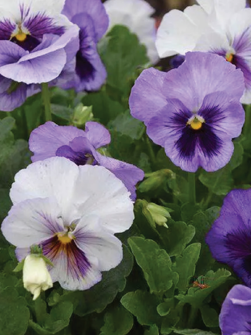 DELTA LAVENDER BLUE SHADES PANSY MIX FLOWER SEEDLING<br> شتلات زهور البانسي لافندر بلو شيدز