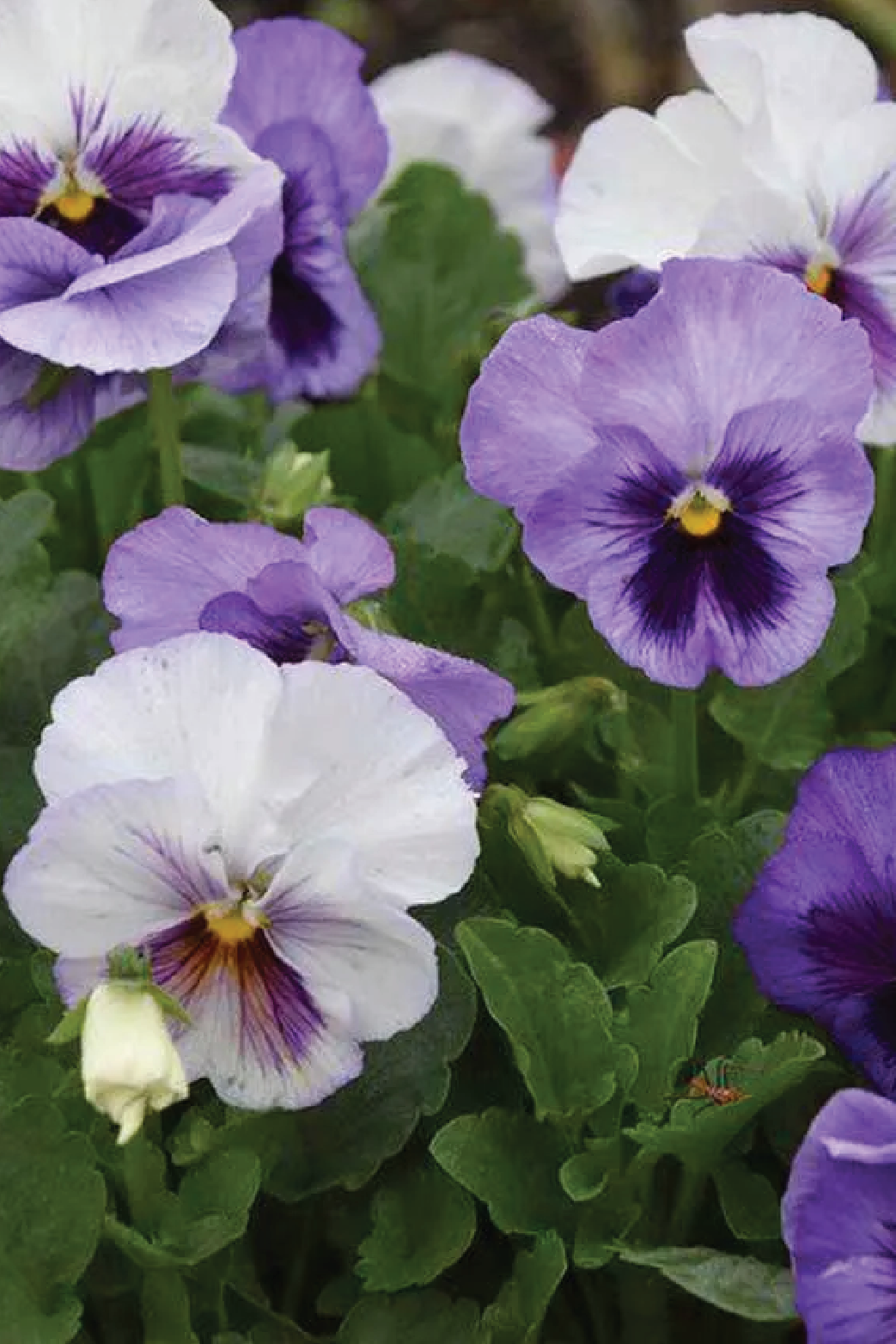 DELTA LAVENDER BLUE SHADES PANSY MIX FLOWER SEEDLING<br> شتلات زهور البانسي لافندر بلو شيدز