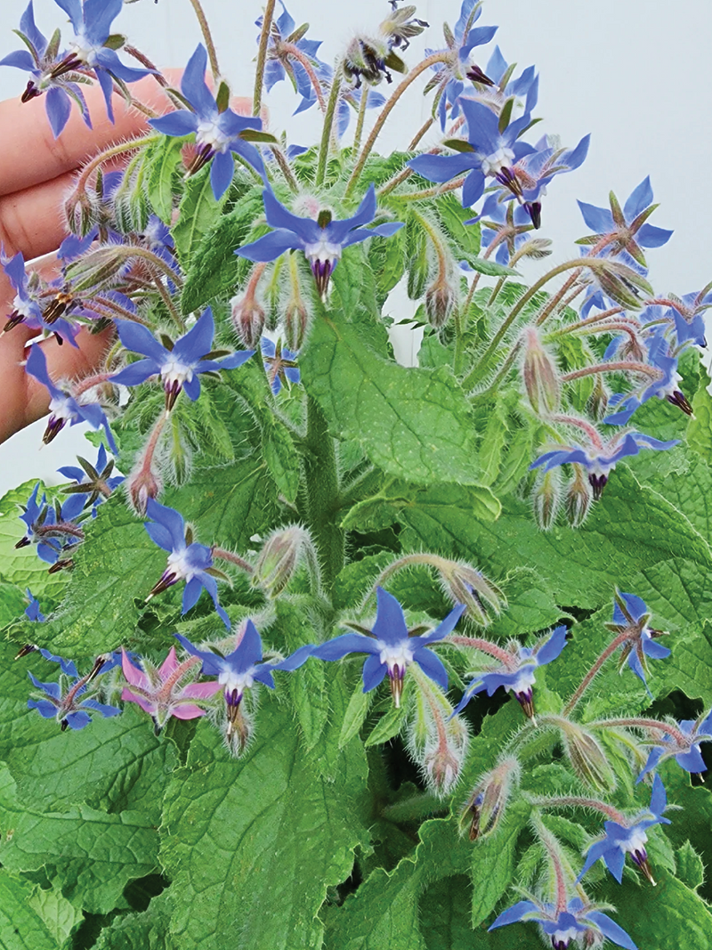 BORAGE FLOWER SEEDLING <br> شتلات زهور البوراج