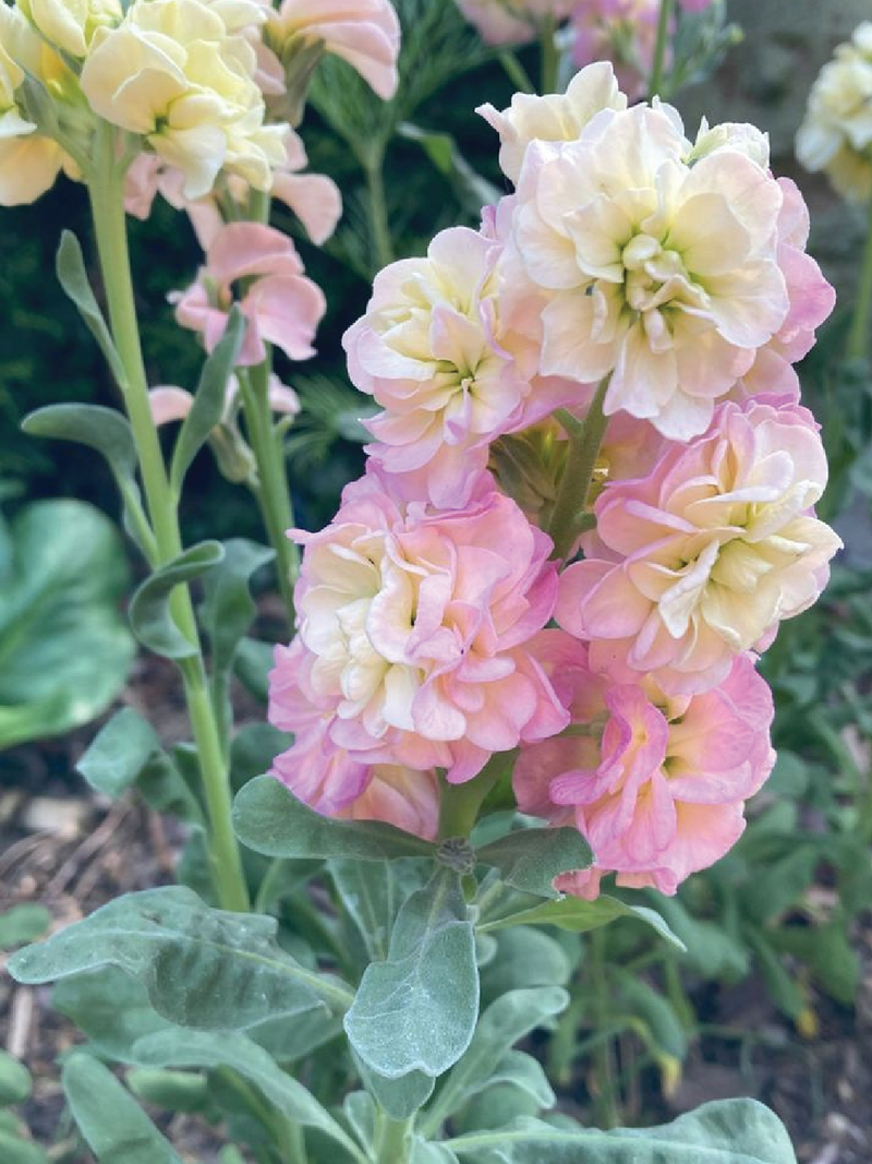 STOCKY BABY RAINBOW FLOWER SEEDLING <br> شتلات زهور الستوك بيبي رينبو