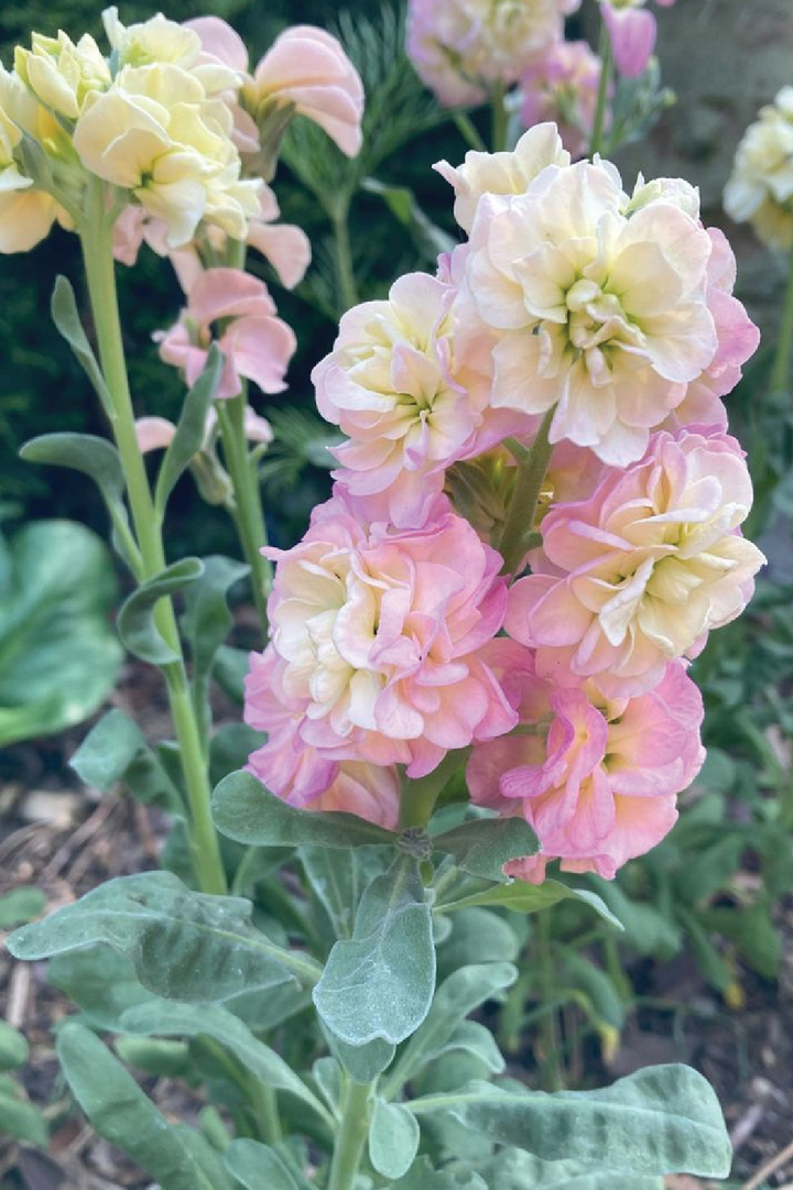 STOCKY BABY RAINBOW FLOWER SEEDLING <br> شتلات زهور الستوك بيبي رينبو