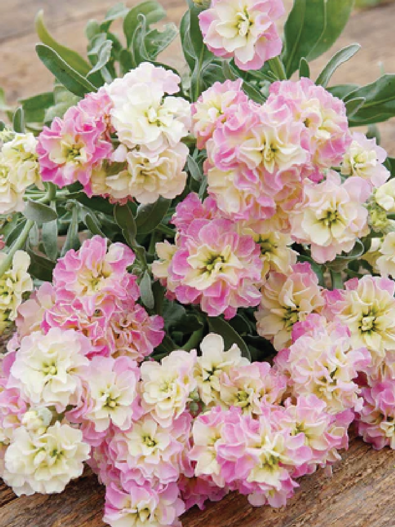 STOCKY BABY RAINBOW FLOWER SEEDLING <br> شتلات زهور الستوك بيبي رينبو