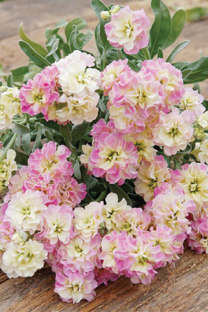 STOCKY BABY RAINBOW FLOWER SEEDLING <br> شتلات زهور الستوك بيبي رينبو