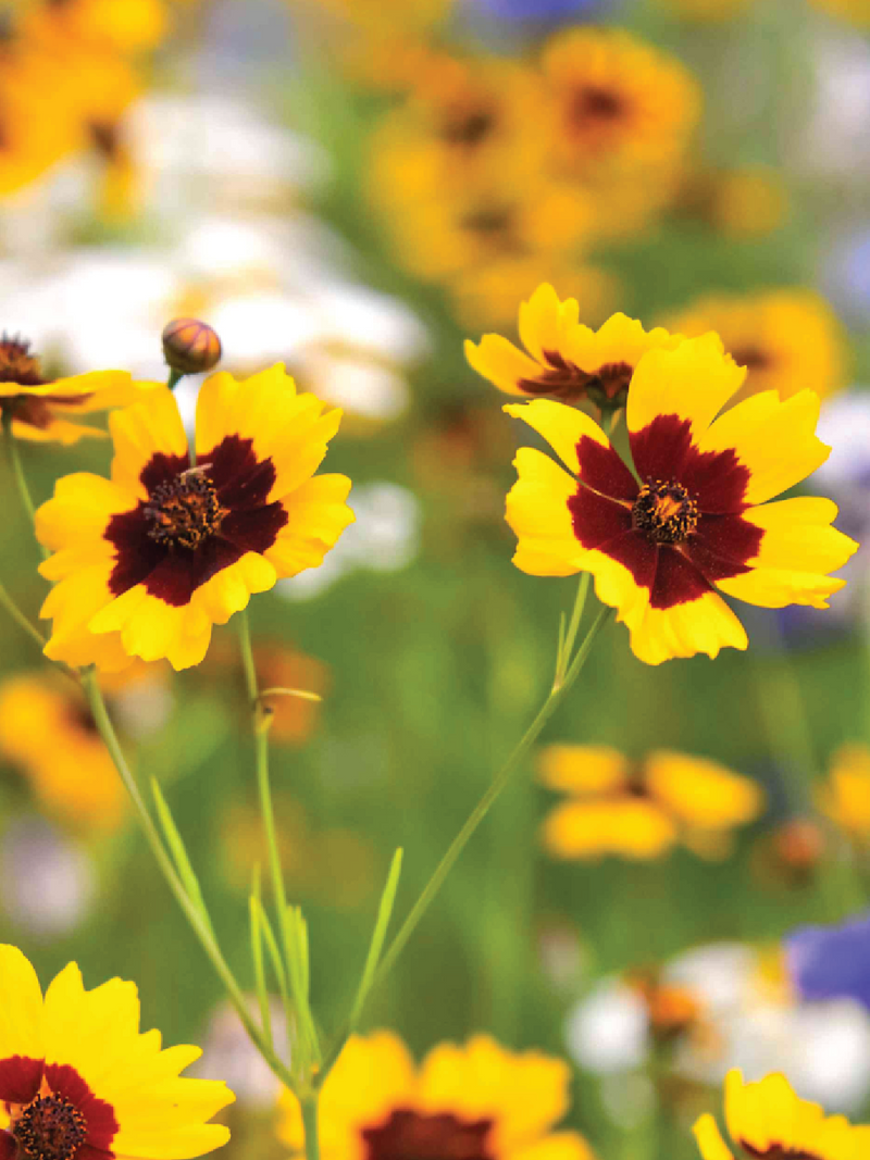 YELLOW COREOPSIS FLOWER SEEDLING <br> شتلات زهور الكوريوبسس الصفراء