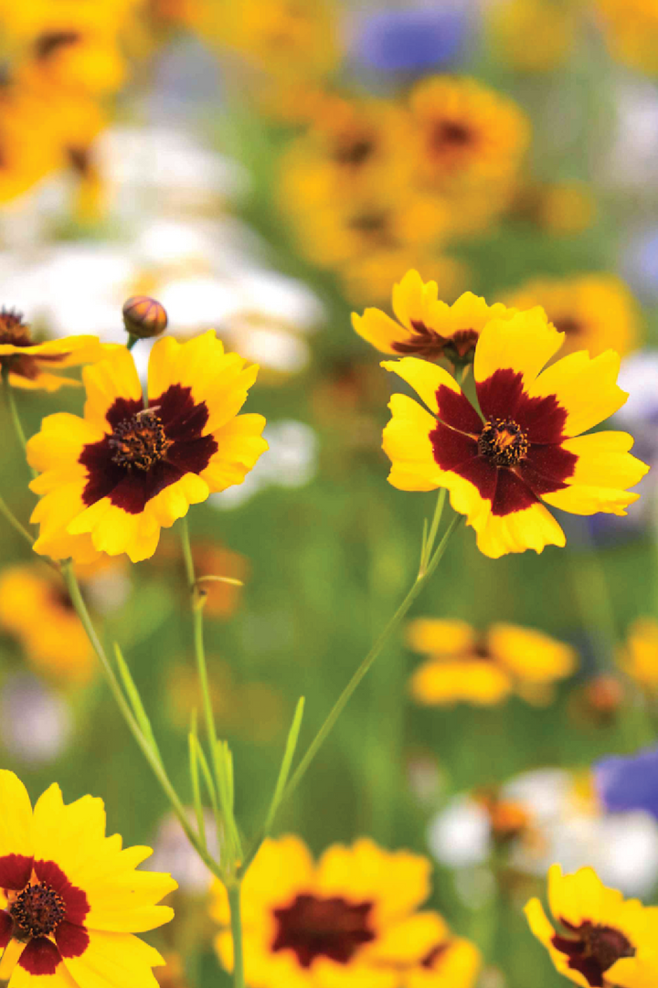 YELLOW COREOPSIS FLOWER SEEDLING <br> شتلات زهور الكوريوبسس الصفراء