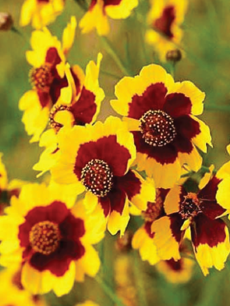 YELLOW COREOPSIS FLOWER SEEDLING <br> شتلات زهور الكوريوبسس الصفراء