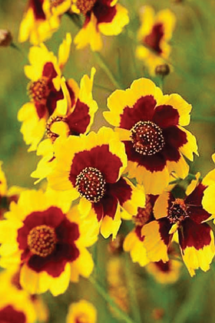 YELLOW COREOPSIS FLOWER SEEDLING <br> شتلات زهور الكوريوبسس الصفراء