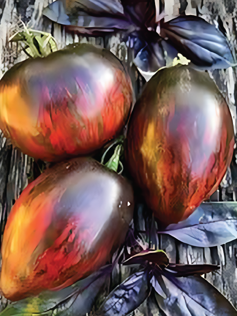 ORGANIC STARFIGHTER TOMATO SEEDLING <br>شتلات الطماطم ستار فايتر العضوية