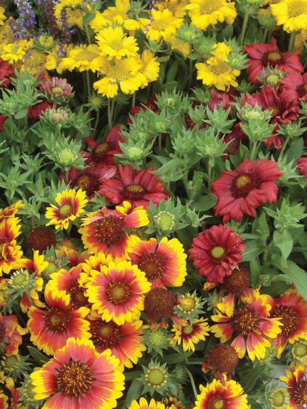GAILLARDIA SUMMER FLOWER SEEDLINGS<br> شتلات زهور الجلارديا الصيفية