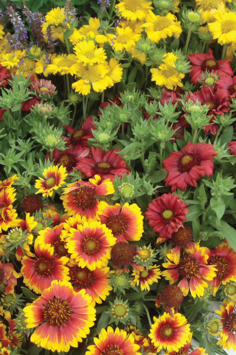 GAILLARDIA SUMMER FLOWER SEEDLINGS<br> شتلات زهور الجلارديا الصيفية