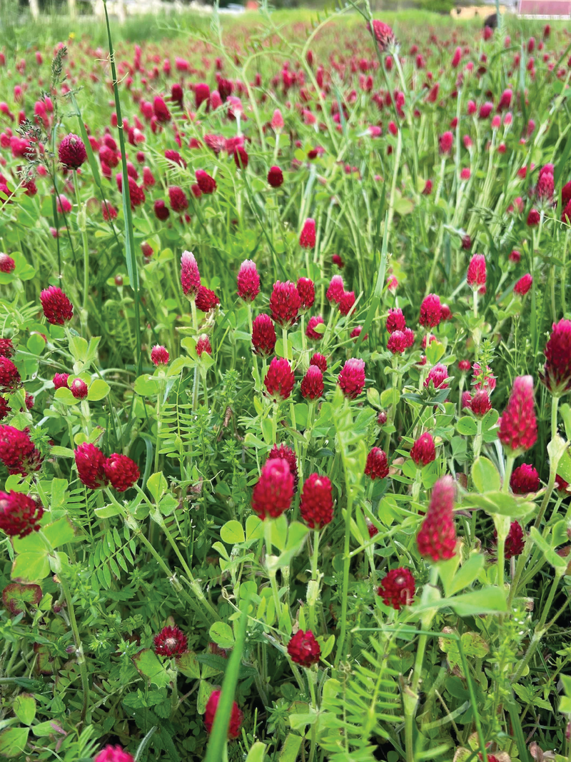 CRIMSON CLOVER SEEDLING <br> شتلات الكلوفر القرمزي