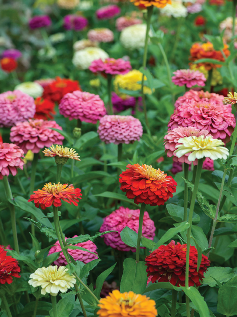 ZINNIA FANTASY FLOWER SEEDLING <br> شتلات زهور الزينيا فانتاسي