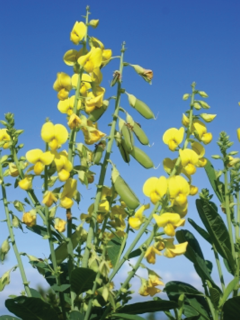 CROTALARIA SUMMER FLOWER SEEDLING <br> شتلات عشبة الهنا الصيفية