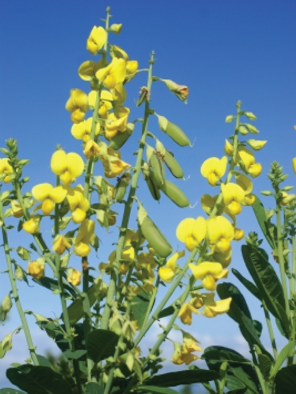 CROTALARIA SUMMER FLOWER SEEDLING <br> شتلات عشبة الهنا الصيفية