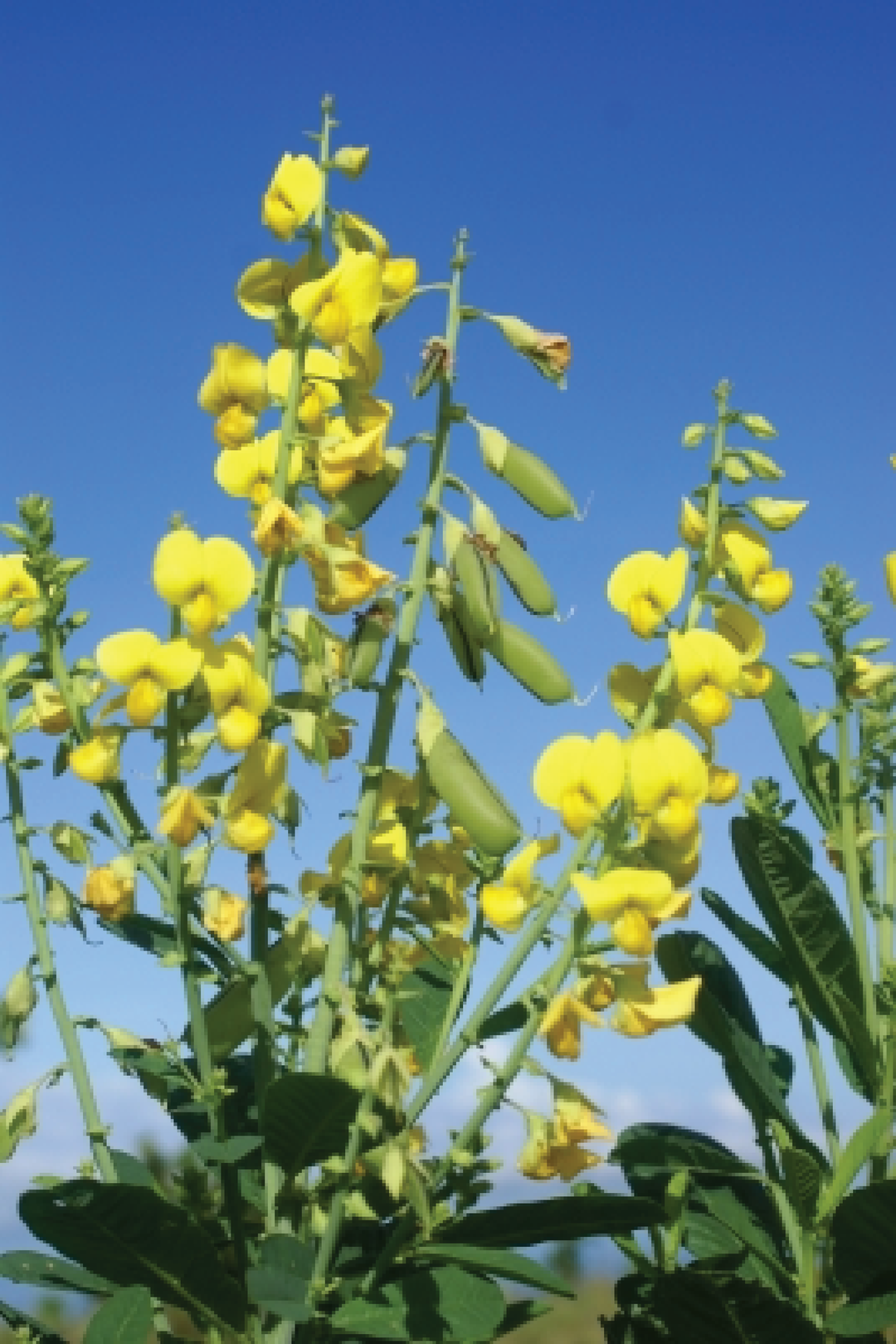CROTALARIA SUMMER FLOWER SEEDLING