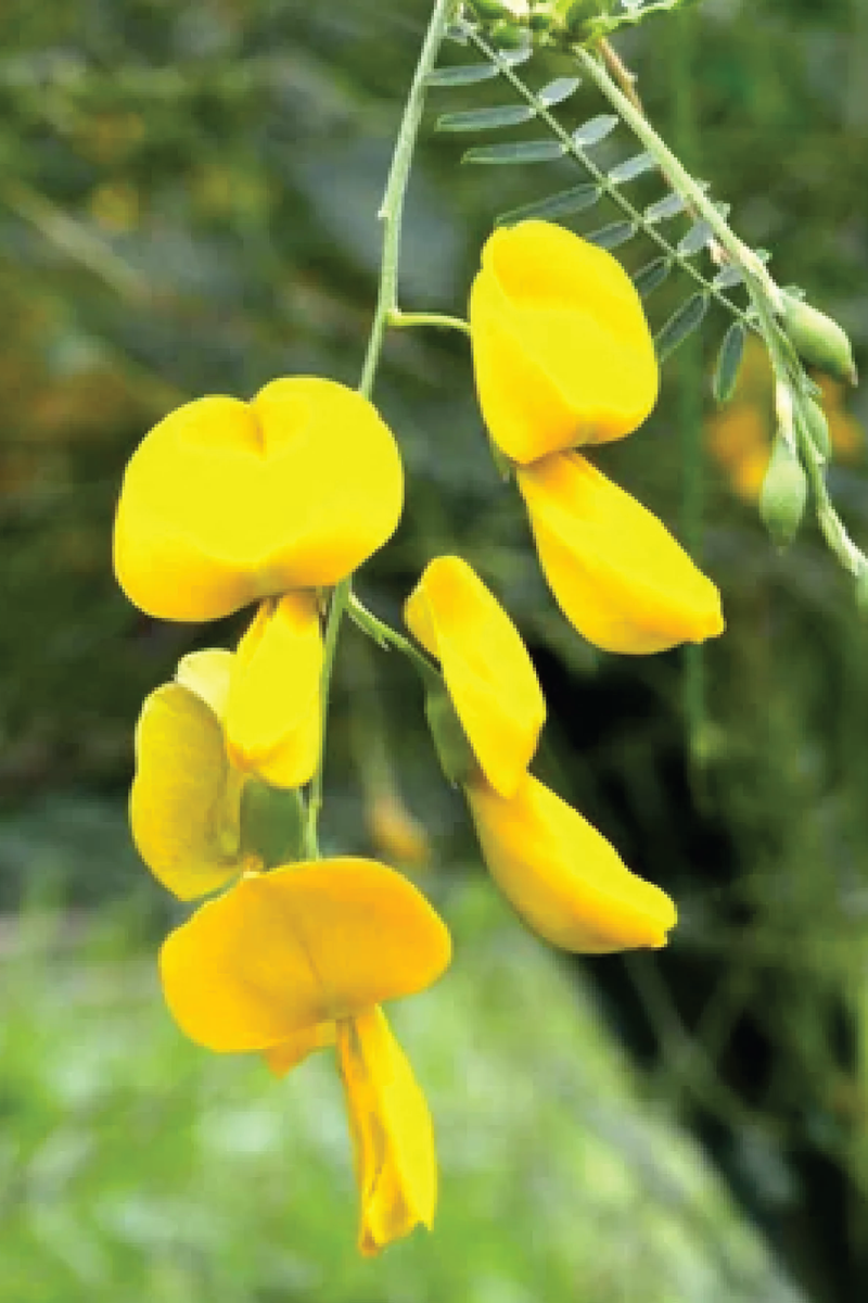 CROTALARIA SUMMER FLOWER SEEDLING <br> شتلات عشبة الهنا الصيفية