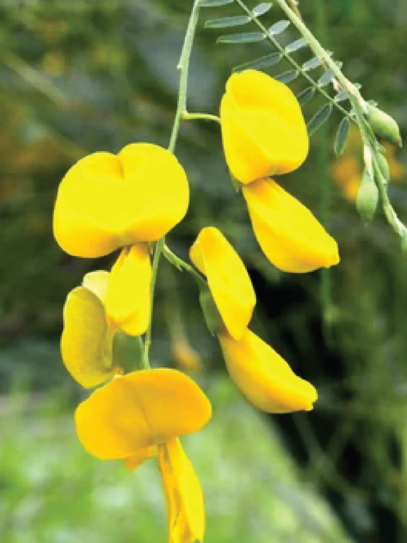 CROTALARIA JUNCEA SEEDS