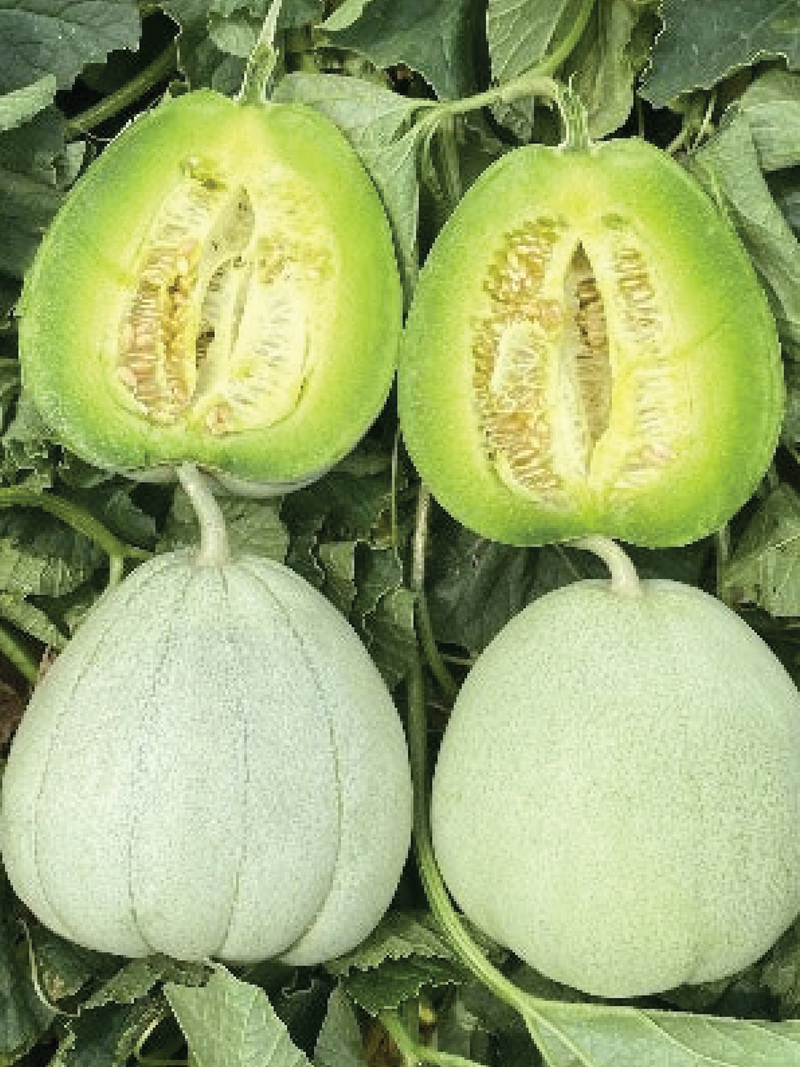 ORGANIC EMERALD MELON SEEDLING <br> شتلات شمام الكانتالوب الزمردي العضوية