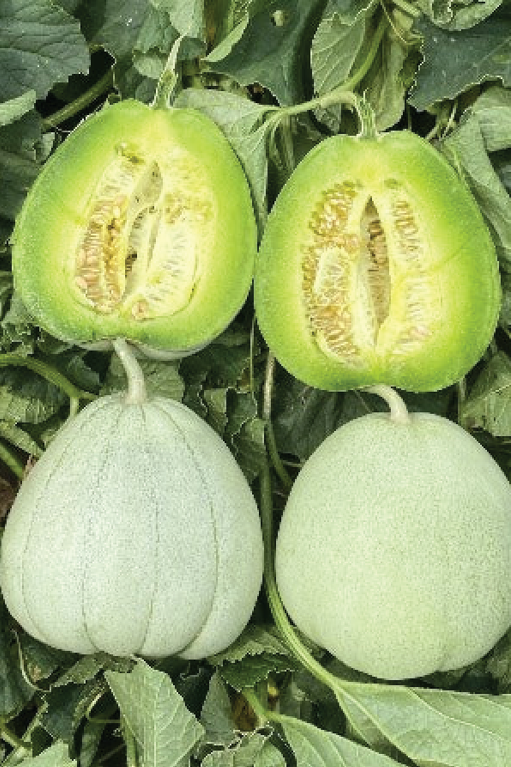ORGANIC EMERALD MELON SEEDLING