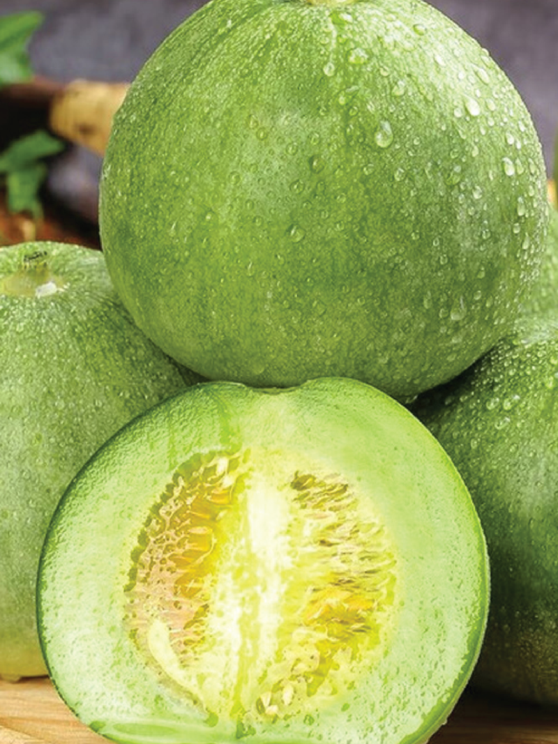 ORGANIC EMERALD MELON SEEDLING <br> شتلات شمام الكانتالوب الزمردي العضوية