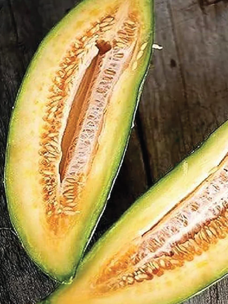 ORGANIC BANANA RED FLESH SEEDLING <br> شتلات شمام الموز العضوية