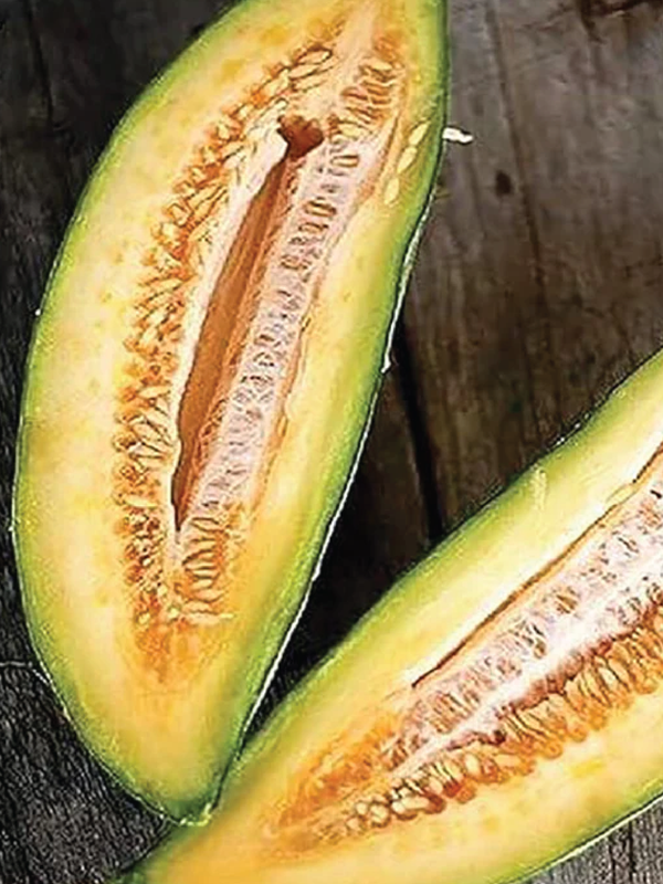 ORGANIC BANANA RED FLESH SEEDLING <br> شتلات شمام الموز العضوية