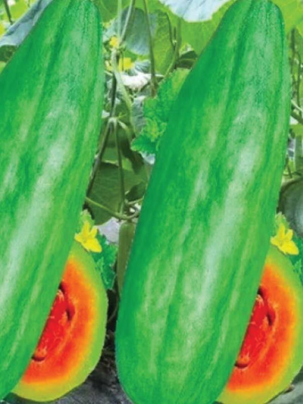 ORGANIC BANANA RED FLESH SEEDLING <br> شتلات شمام الموز العضوية