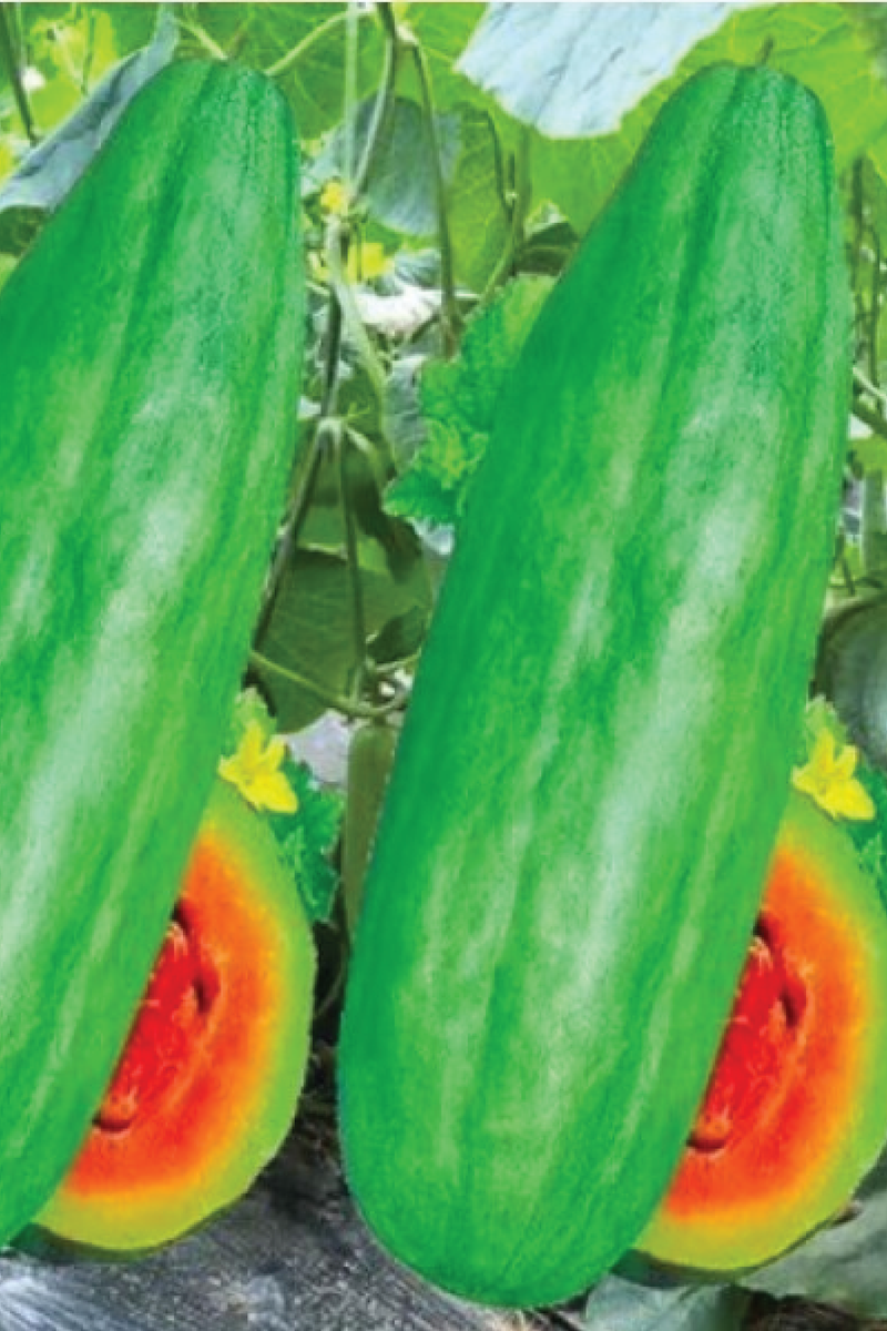 ORGANIC BANANA RED FLESH SEEDLING <br> شتلات شمام الموز العضوية