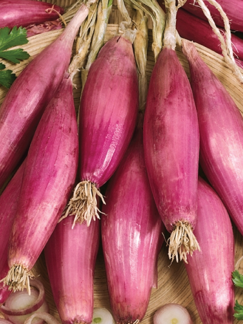بذور أبصل إيطالي