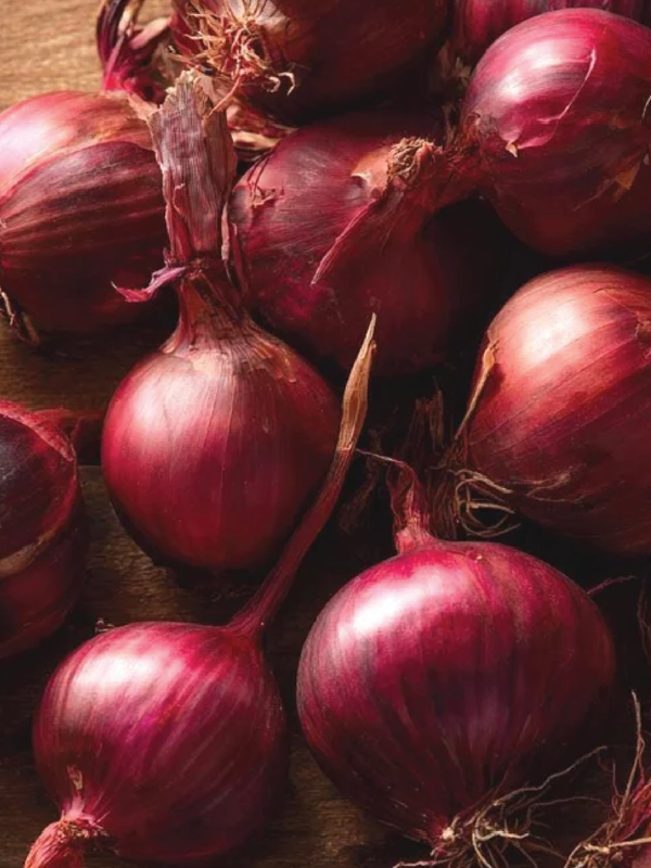 ORGANIC RED CREOLE ONION SEEDS   بذور بصل كريول أحمر  عضوي