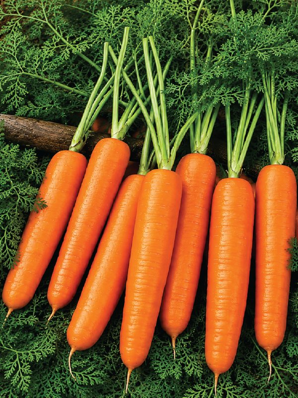 Organic NANTES CARROT SEEDS   بذور جزر نانتس العضوية