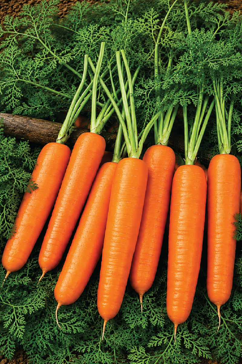 NANTES CARROT SEEDS