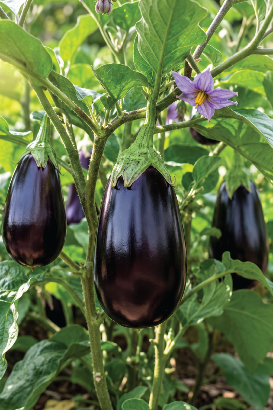 EGGPLANT BLACK BEAUTY SEEDS