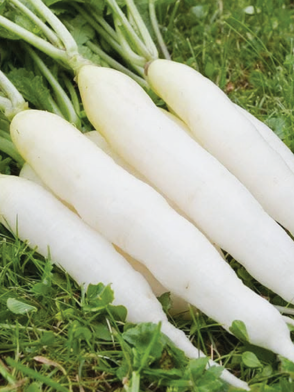 Organic RADISH MINO EARLY LONG WHITE SEEDS   بذور الفجل الأبيض مينو ايرلي الطويل دايكون ياباني العضوية