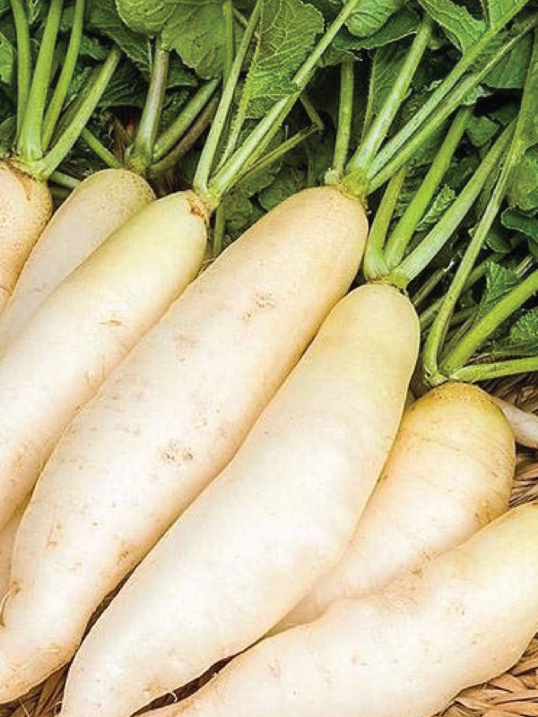 Organic INDIAN WHITE RADISH SEEDS   بذور الفجل الأبيض الهندي العضوية
