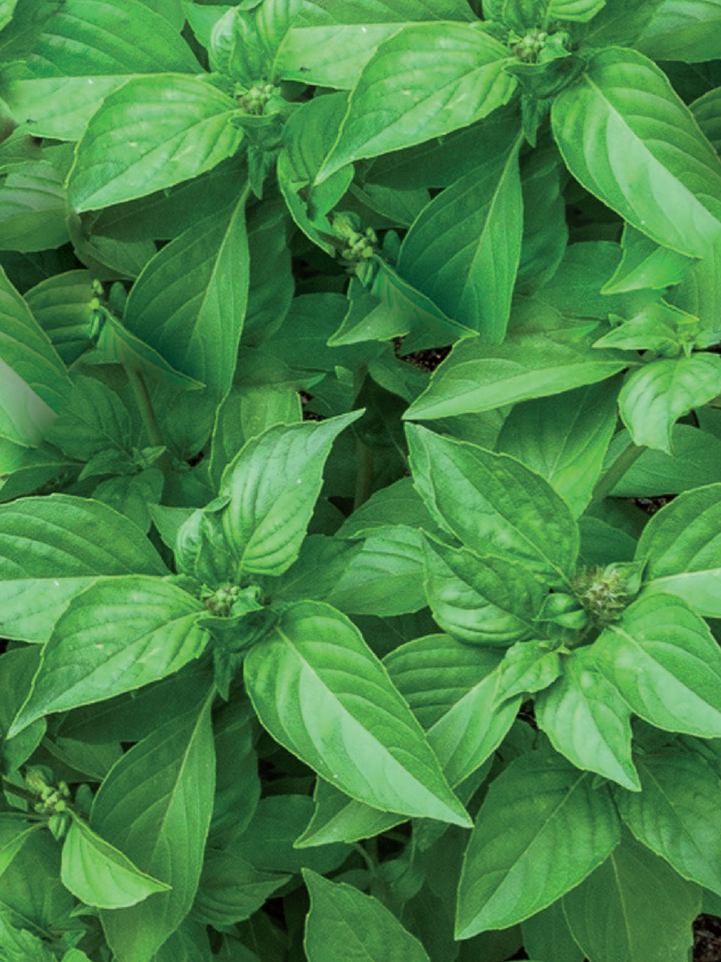 LEMON BASIL SEEDS