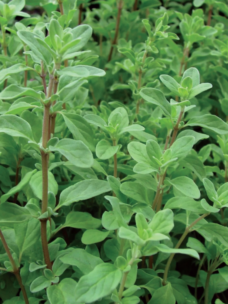 SWEET MARJORAM SEEDS