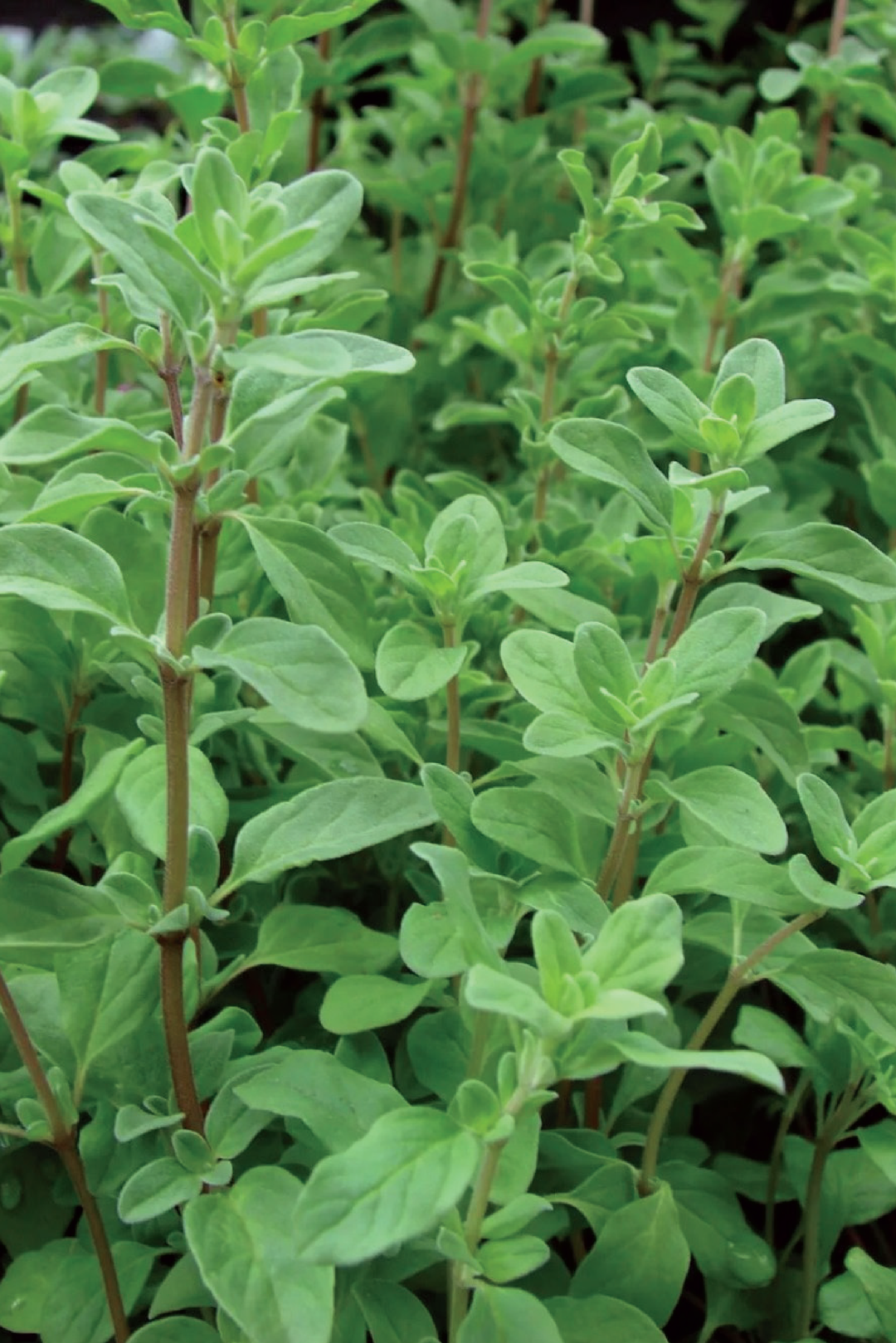 SWEET MARJORAM SEEDS