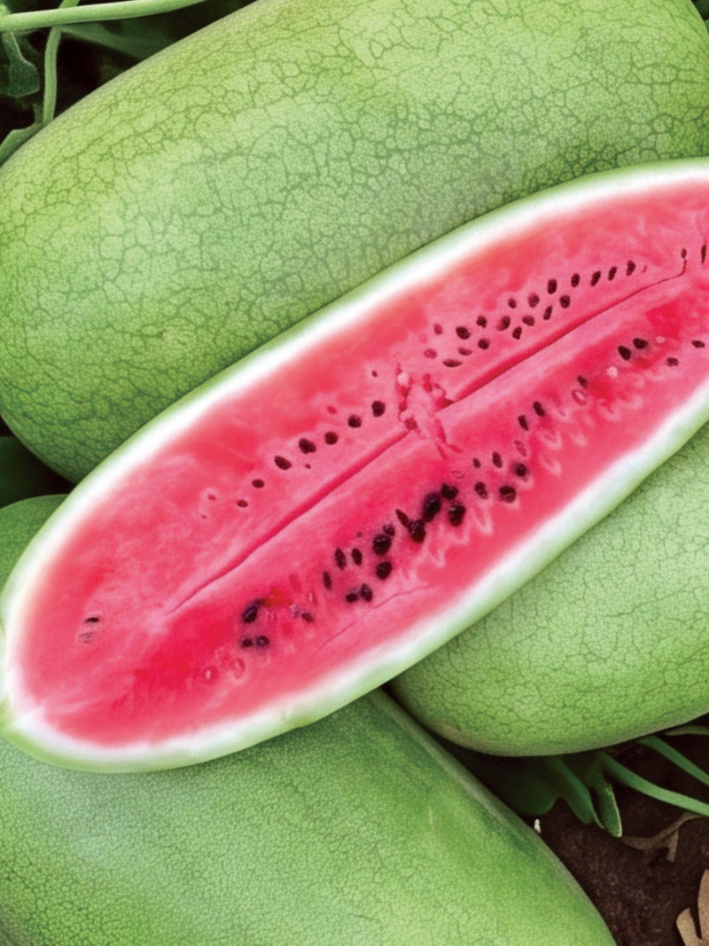 Organic CHARLESTON GRAY WATERMELON SEEDS   بذور بطيخ تشارلستون جراي العضوية