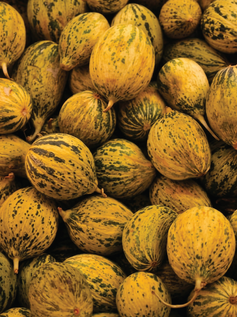 Organic KIRKAGAK MELON SEEDS  بذور شمام كيركاجاك العضوية