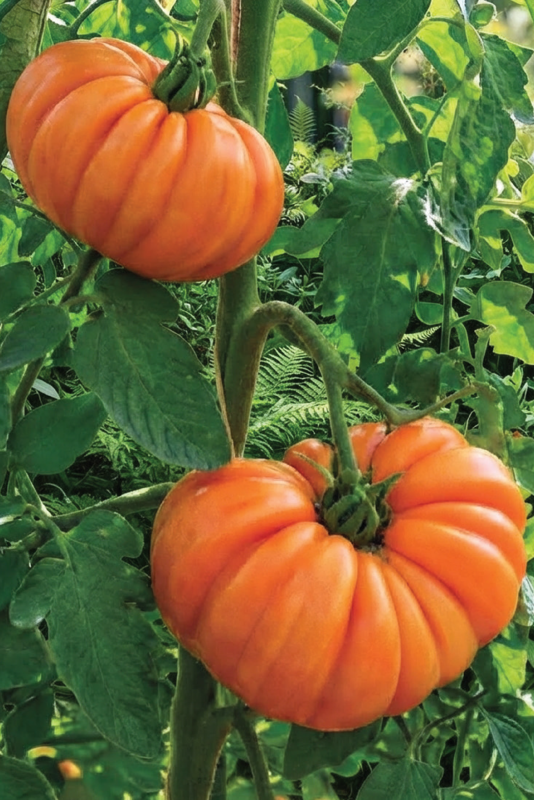 ORANGE ACCORDION TOMATO SEEDS