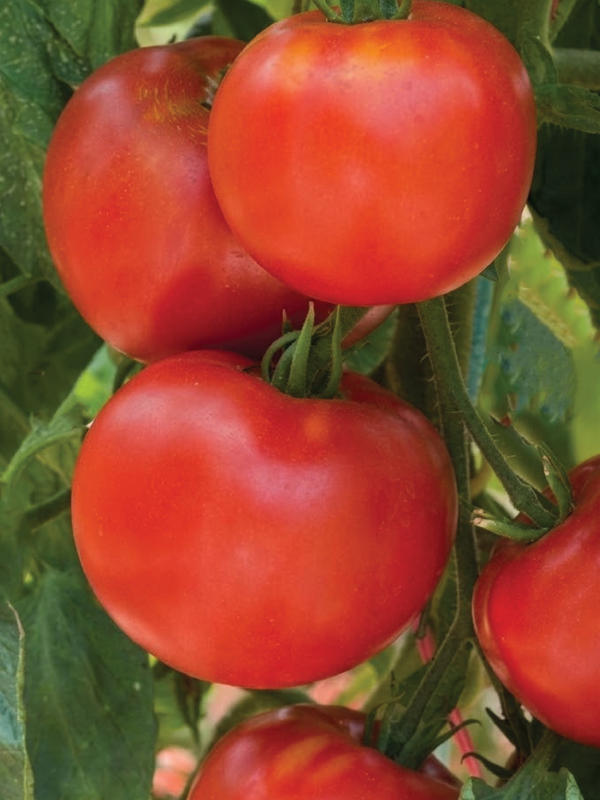 Organic ARKANSAS TRAVELER TOMATO SEEDS طماطم أركنساس ترافيلر العضوية
