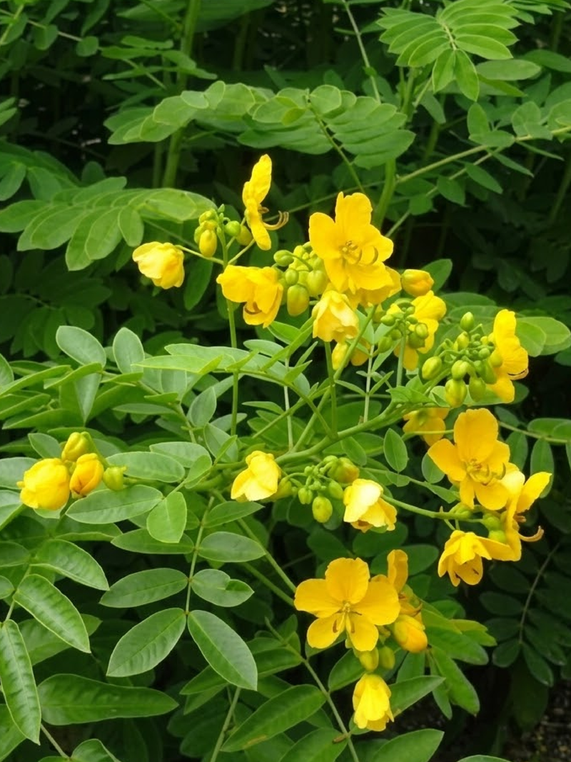 SENNA ALEXANDRINA SEEDS