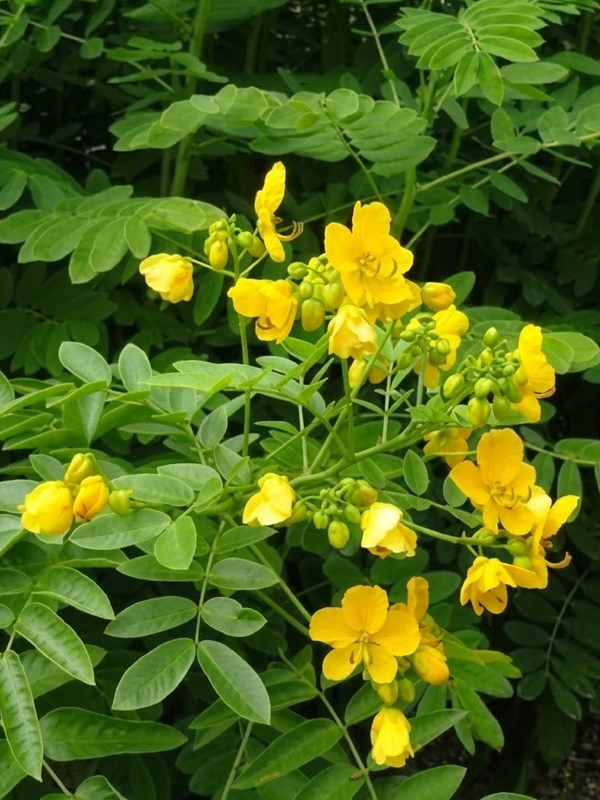 SENNA ALEXANDRINA SEEDS